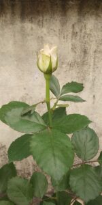 Gded6edfb4abadec61798443a1b7b6cb261a7c3d1511ecfc866ee78d739867e05ce2727d66403dc03d9a1cb20c8349bd32f59e99acabfc3eeb6b33ad0f921eb14 640