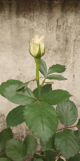 Gded6edfb4abadec61798443a1b7b6cb261a7c3d1511ecfc866ee78d739867e05ce2727d66403dc03d9a1cb20c8349bd32f59e99acabfc3eeb6b33ad0f921eb14 640